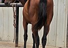 Quarter Horse - Horse for Sale in Ardmore, TN 38449