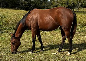 Quarter Horse