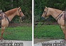 Quarter Horse - Horse for Sale in Troy, NC 27371 Quarter Horse - Horse for Sale in Troy, NC 27371