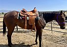 Thoroughbred - Horse for Sale in Elko, NV 89801