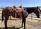 Thoroughbred - Horse for Sale in Elko, NV 89801 Thoroughbred - Horse for Sale in Elko, NV 89801