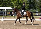 Dutch Warmblood - Horse for Sale in St-Jean-sur-Richelieu, QC J2W1B6