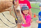 Chula - Gelding in Forth Worth, TX Chula - Gelding in Forth Worth, TX