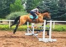 Huntahno - Gelding in Laporte, CO Huntahno - Gelding in Laporte, CO
