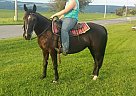 Tennessee Walking Mare for Sale in Moravia, New York Tennessee Walking Mare for Sale in Moravia, New York