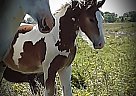 Drum Stallion for Sale in Cleveland, North Dakota Drum Stallion for Sale in Cleveland, North Dakota