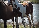 Axel - Stallion in Cleveland, ND Axel - Stallion in Cleveland, ND