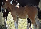 Gypsy Vanner Stallion for Sale in Cleveland, North Dakota Gypsy Vanner Stallion for Sale in Cleveland, North Dakota