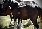 Gypsy Vanner Mare for Sale in Cleveland, North Dakota Gypsy Vanner Mare for Sale in Cleveland, North Dakota