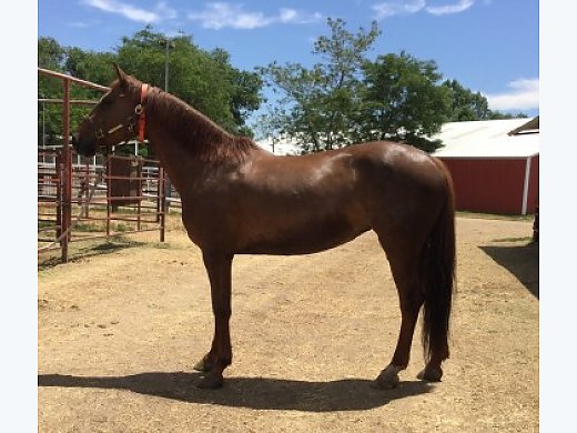 Imported Corrado Mare- Jumper Ring/ Am Friendly