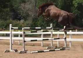 Warmblood (Warmblood, Mare) in Evergreen, CO