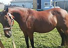 Itchy - Mare in Celina, OH Itchy - Mare in Celina, OH