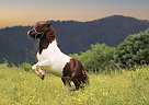 Miniature - Horse for Sale in Dryden, VA 24243 Miniature - Horse for Sale in Dryden, VA 24243