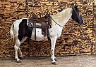 Polk A Dot - Mare in Owingsville, KY Polk A Dot - Mare in Owingsville, KY