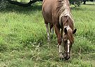 Paint Mare for Sale in Markham, Texas Paint Mare for Sale in Markham, Texas