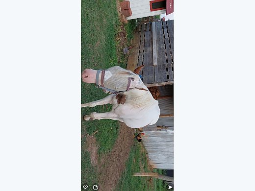 Paint Quarter Horse