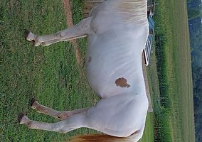 Quarter Horse (Quarter Horse, Mare) in East Bend, NC
