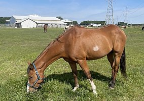 Quarter Horse (Quarter Horse, Gelding) in Perry, OH