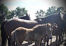Percheron X Quarter Rocky