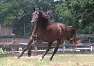 Rocket - Gelding in Poplarville, MS Rocket - Gelding in Poplarville, MS