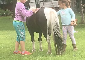 Pony (Welsh, POA, Shetland, Connemara) (Pony (Welsh, POA, Shetland, Connemara), Gelding) in Hutchinson, MN