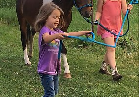 Pony (Welsh, POA, Shetland, Connemara) (Pony (Welsh, POA, Shetland, Connemara), Stallion) in Hutchinson, MN