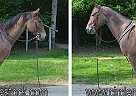 Quarter Horse - Horse for Sale in Troy, NC 27371 Quarter Horse - Horse for Sale in Troy, NC 27371