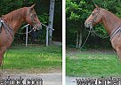 Quarter Horse - Horse for Sale in Troy, NC 27371 Quarter Horse - Horse for Sale in Troy, NC 27371