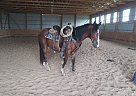 No name - Gelding in Pawnee City, NE No name - Gelding in Pawnee City, NE