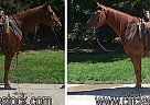 Quarter Horse - Horse for Sale in Troy, NC 27371 Quarter Horse - Horse for Sale in Troy, NC 27371