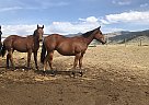 Quarter Horse - Horse for Sale in Whitehall, MT 59759 Quarter Horse - Horse for Sale in Whitehall, MT 59759