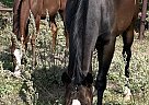 Paint - Horse for Sale in Andrew, AB T0B 0C0