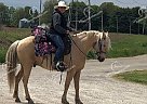 Dexter - Gelding in Sherman, IL Dexter - Gelding in Sherman, IL