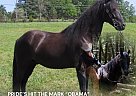 Rocky Mountain - Horse for Sale in BEATYVILLE, KY 37091