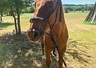 Chief - Gelding in Forth Worth, TX Chief - Gelding in Forth Worth, TX