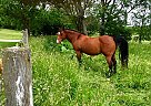 Grade Saddle Broke Mare Dixie