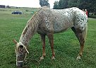 Appaloosa - Horse for Sale in McAlisterville, PA 17049