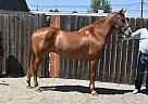 Azteca - Horse for Sale in Los Angeles, CA 91352