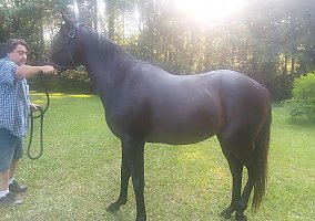 Thoroughbred (Thoroughbred, Stallion) in Folsom, LA