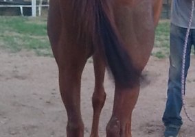 Quarter Horse (Quarter Horse, Mare) in Kingman, AZ