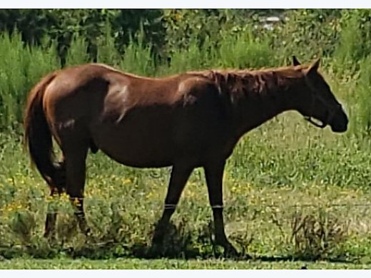 Apendex Quater Horse joselane-bonecos-de-papel-toca-life-2023