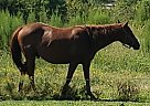 Appendix - Horse for Sale in Stallo, MS 39350 Appendix - Horse for Sale in Stallo, MS 39350