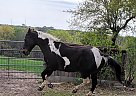 Paint - Horse for Sale in Arlington, TX 76014