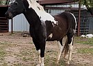 Paint - Horse for Sale in Arlington, TX 76014