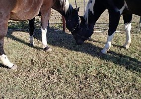 Paint (Paint, Gelding) in Arlington, TX