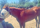 Quarter Horse - Horse for Sale in Mountain Mesa, CA 93240