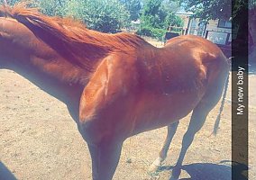 Quarter Horse (Quarter Horse, Mare) in Mountain Mesa, CA