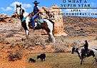 Paint - Horse for Sale in Laporte, CO 80535 Paint - Horse for Sale in Laporte, CO 80535