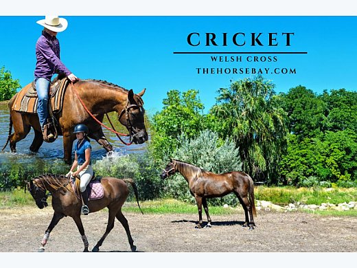 Chestnut Welsh Mare