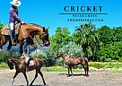 Welsh Cob - Horse for Sale in Fort Collins, CO 80524 Welsh Cob - Horse for Sale in Fort Collins, CO 80524